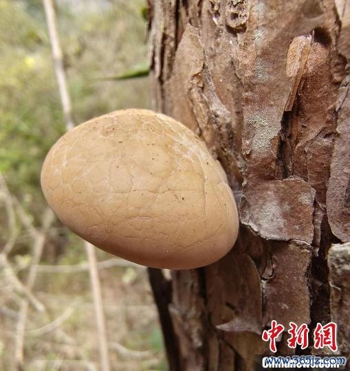 开云体育盘问团队流程两年多的探寻-开云平台皇马赞助商(中国)官方入口